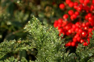 Icy sheen on Junipers