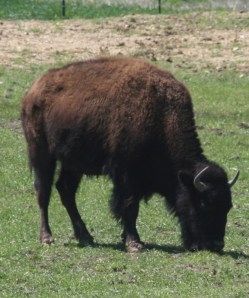 No antelope playing, but this guy was roaming a bit