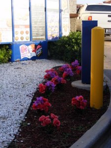 Sales are down the the local Ken-Taco-Hut - so they plant lovely plastic flowers (and skimped on the quantity I might add)