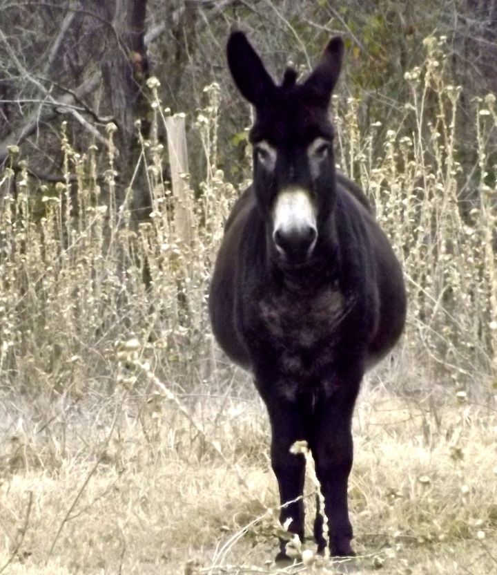 Stoic and waiting for something....