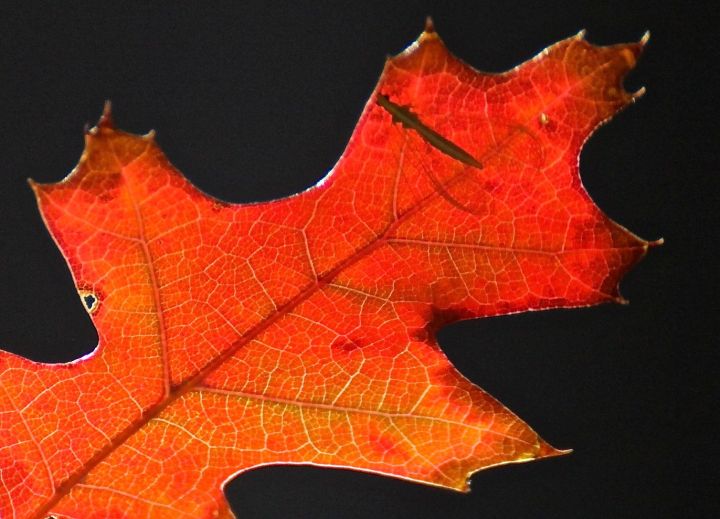 A volunteer Red Oak shows off it true colors (and "that" bug sure gets around)....