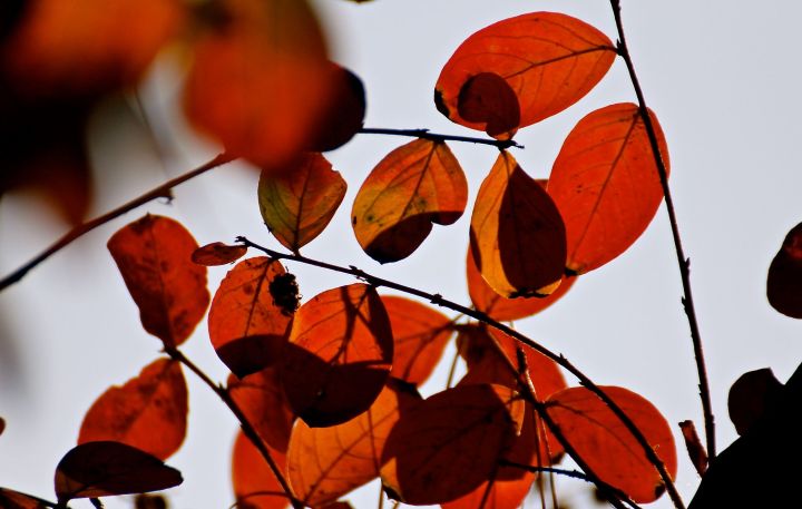 Crapemyrtle fall color....