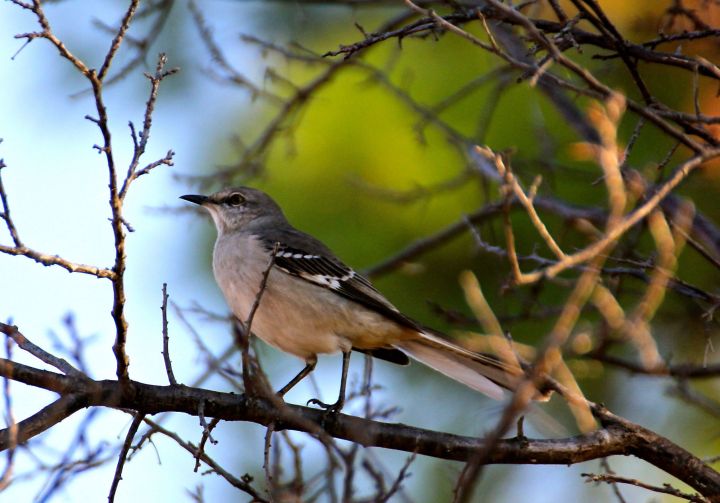If I remember right, this is that chirping Mockingbird that usually wakes up before me each day....
