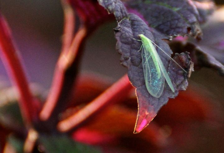 "That" bug on the Coleus....