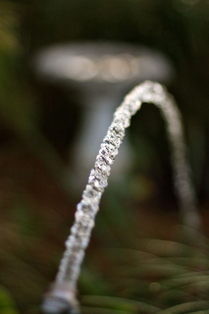 Watering the near-dormant garden....