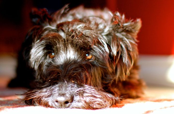 After a brisk morning walk, the Zoe-bird finds a sunny spot on the dining room floor and takes in its warmth....