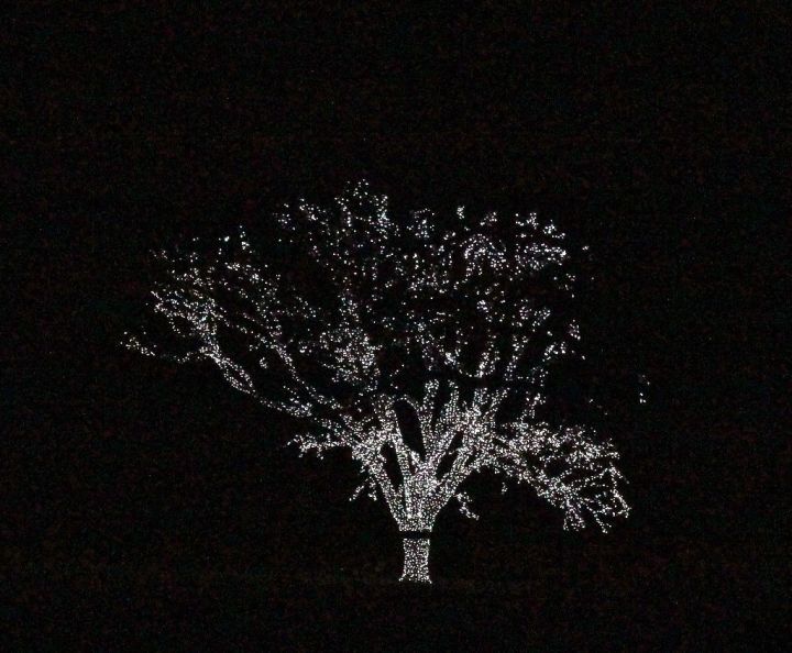 I could see this from 1/2 mile away...I came upon a lone tree shining brightly with thousands of lights. This lone pasture shade tree, on a moonless night, is so keenly lighted with amazing detail...I really needed my tripod.