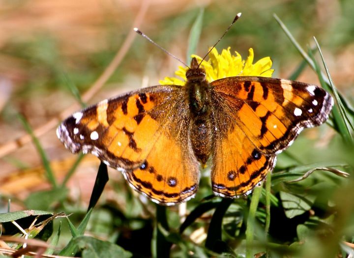 This is but one of the five or six juvenile "flutterbys" I camera-chased in my backyard this afternoon....