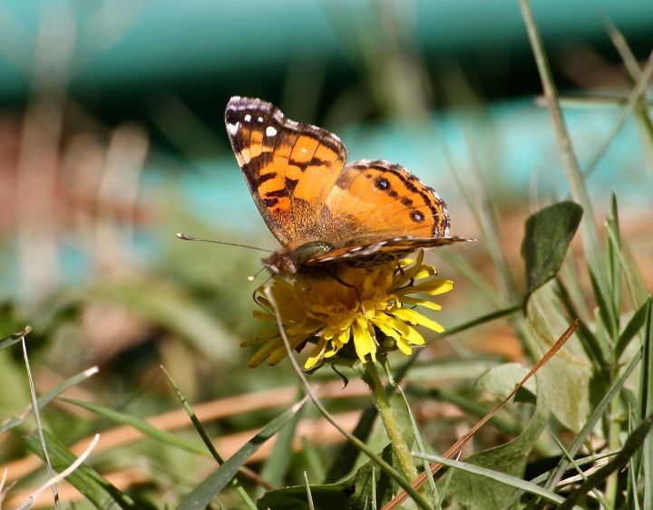Wait a minute...aren't these guys supposed to be in Mexico or Brazil or someplace this time of year?