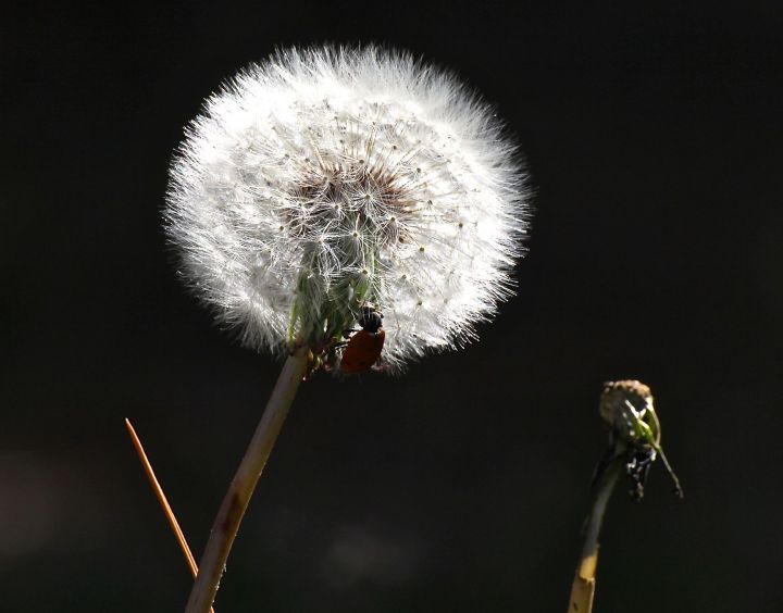 Yup, that's a lady bug on that pesky backyard dandelion.... 