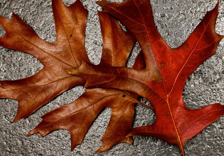 40 mph wind gusts yesterday blew leaves off the trees....
