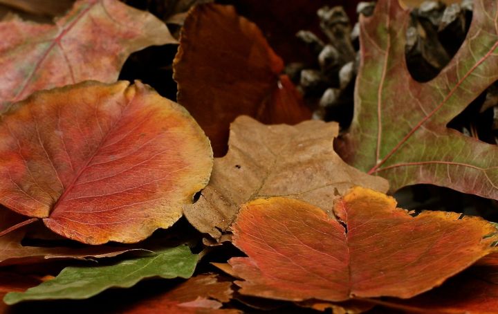 I pulled out my collection of morning walk fall color leaves this evening and tried to be creative....not!
