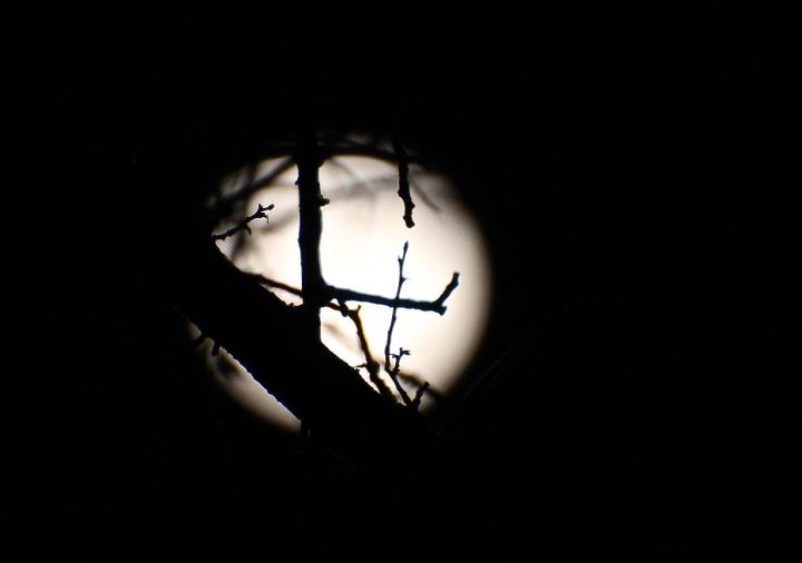 But enough of the astrology lesson - here the leafless Cedar Elm is silhouetted by the brightness of the moon....