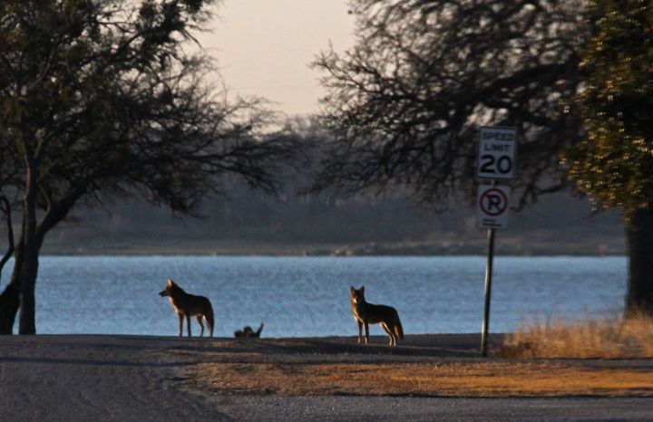And to my surprise, I happened upon a pair of coyotes roaming about....