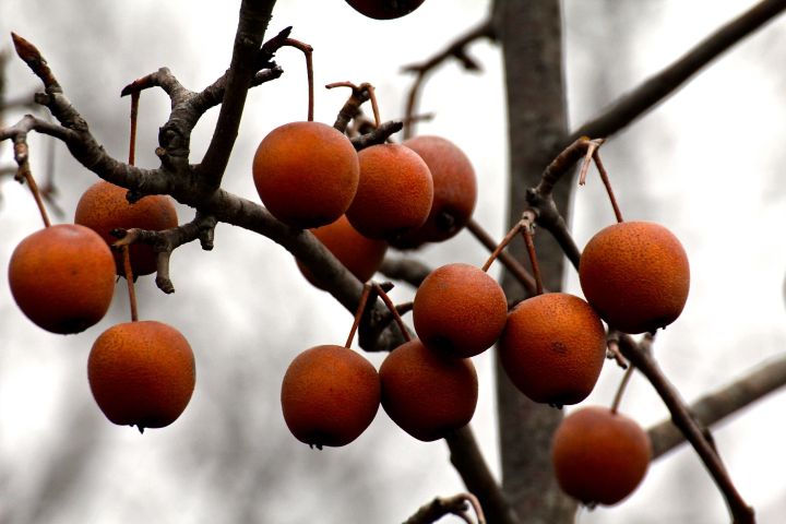I wanna say these are native persimmon, but don't hold me to it....
