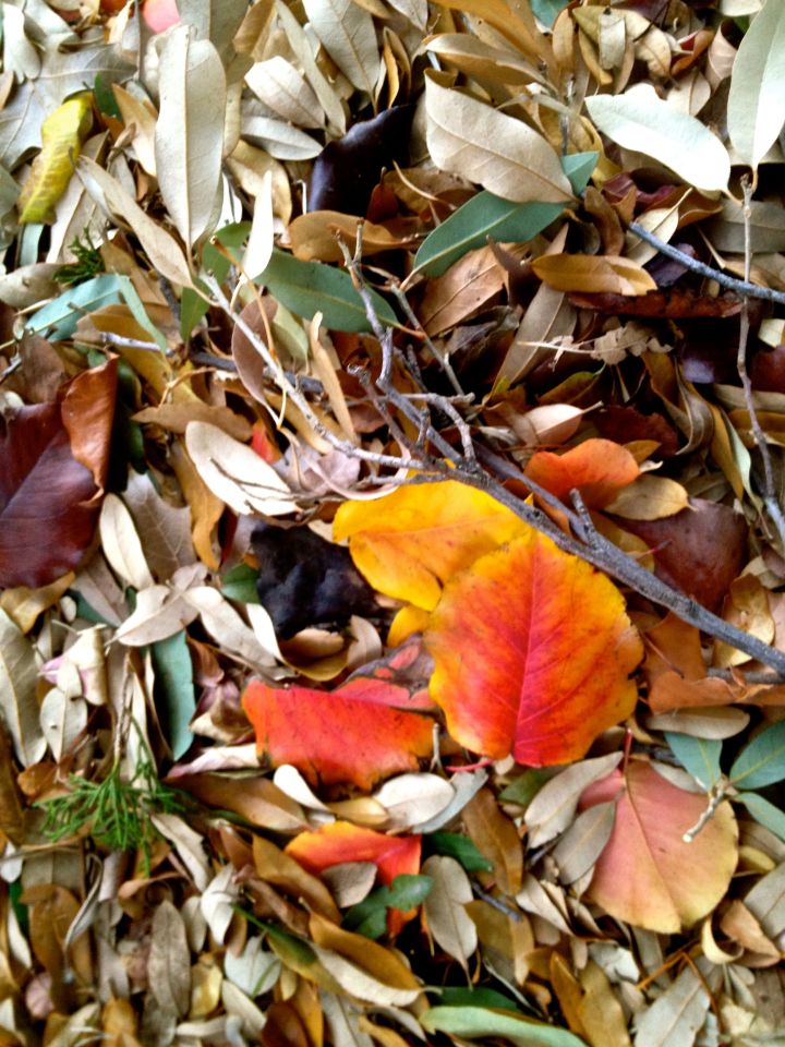 ...and sometimes into a leaf conglomeration wind row in the street gutter