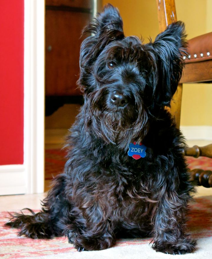 The Princess Zoey, with her winter coat still on....notice the tinge of redheadedness? 