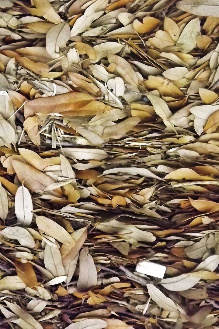 Orderly leaves in the gutter