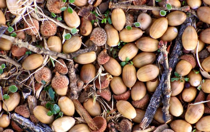 Live Oak acorns