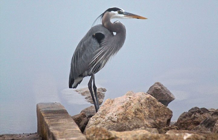The blue Blue Heron friend