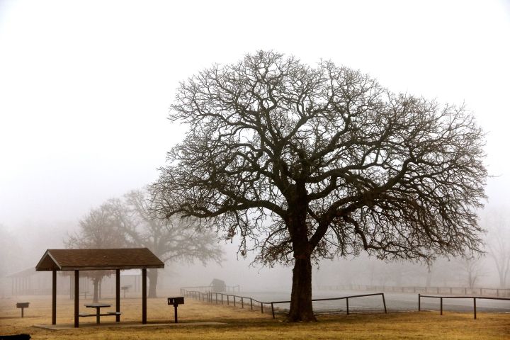 A tree in search of a picnic...