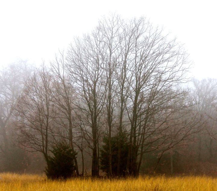 My friends, the Persimmons