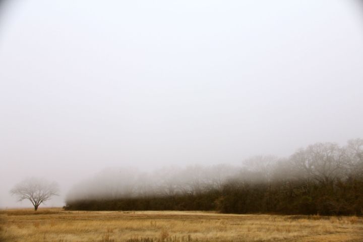 The fog is settling down into the tree line