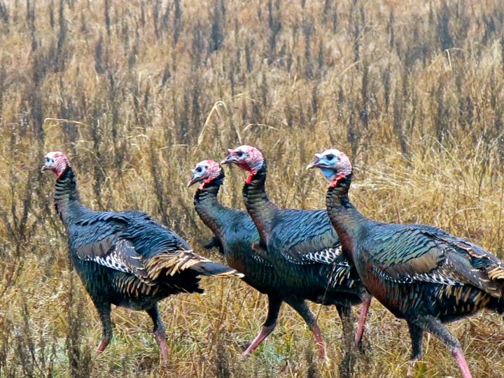 These four Tom's tried to divert my attention from the hens by strutting away from the group in a defensive march..."don't worry guys, I'm not after your women"