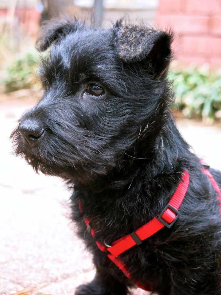 I realize this is my third post of the little Scottie, but he's so dag-gum fun...the FD thinks we ought to refer to him as "Prince of Peat" - for the time being, we're just calling him "Peaty"....