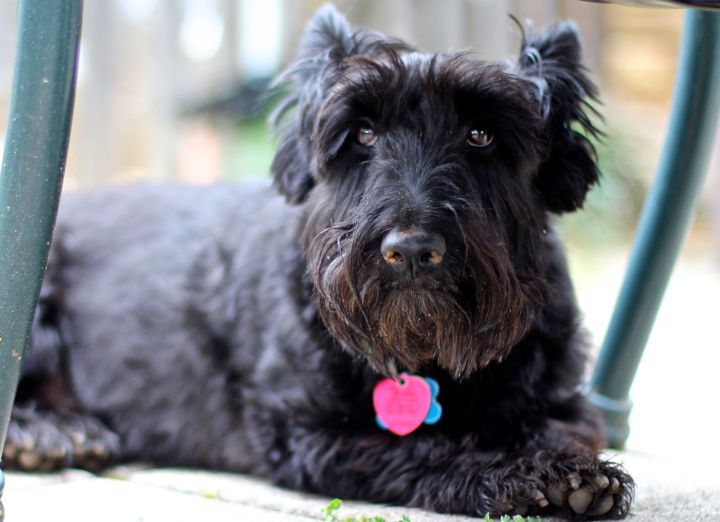 The Princess - a snoot for of dirt from digging in my yard