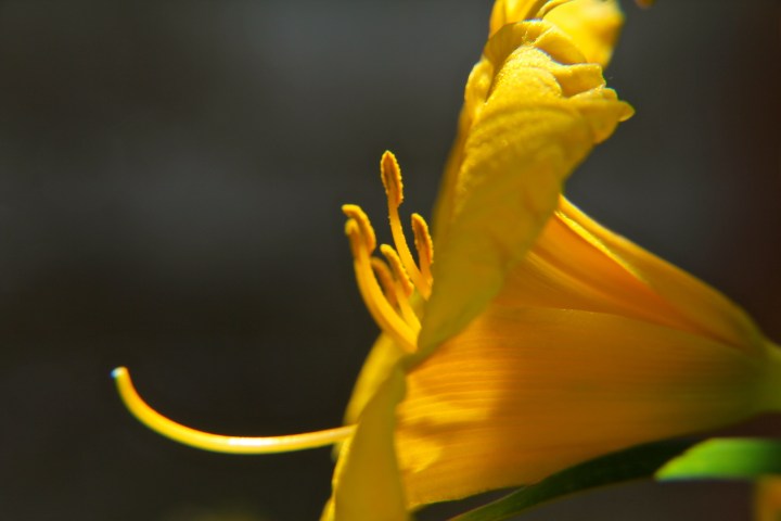 Call your mom, give her hug, plant a perennial flower so she can always make you smile.