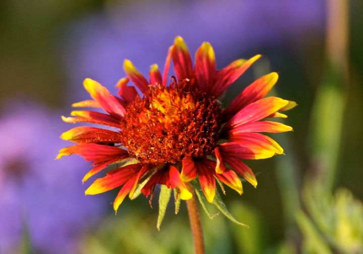 Indian Blanket