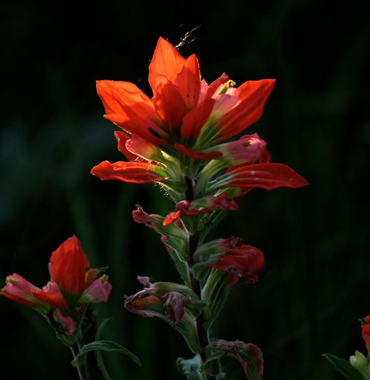 Indian Paintbrush