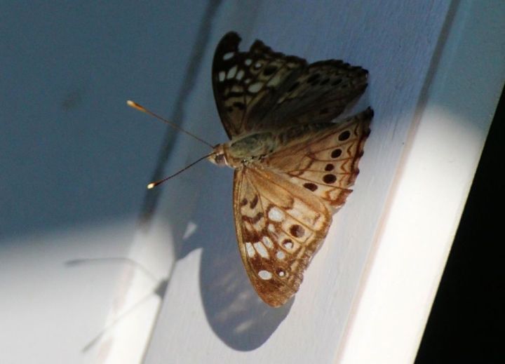 One wing warm, the other one cool...