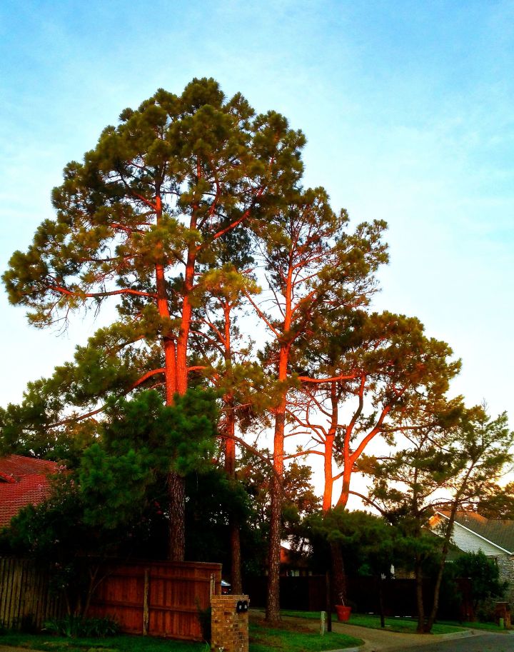 The wonderfully warm glow of a sunrise on the neighbor's pine trees....