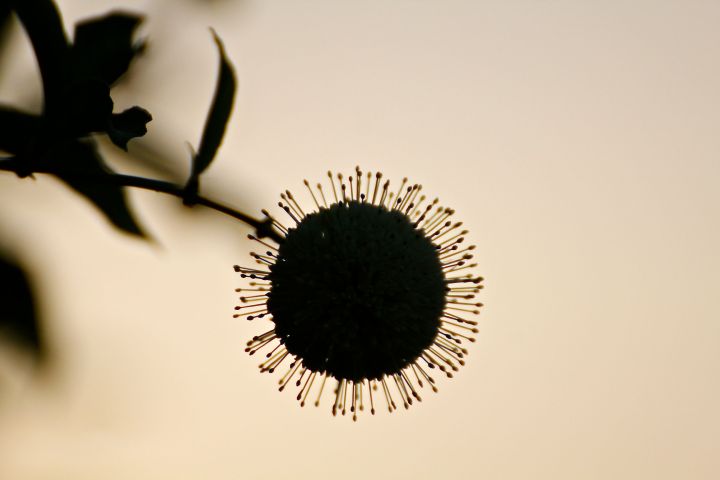 The flower of the Button Bush...at dawn