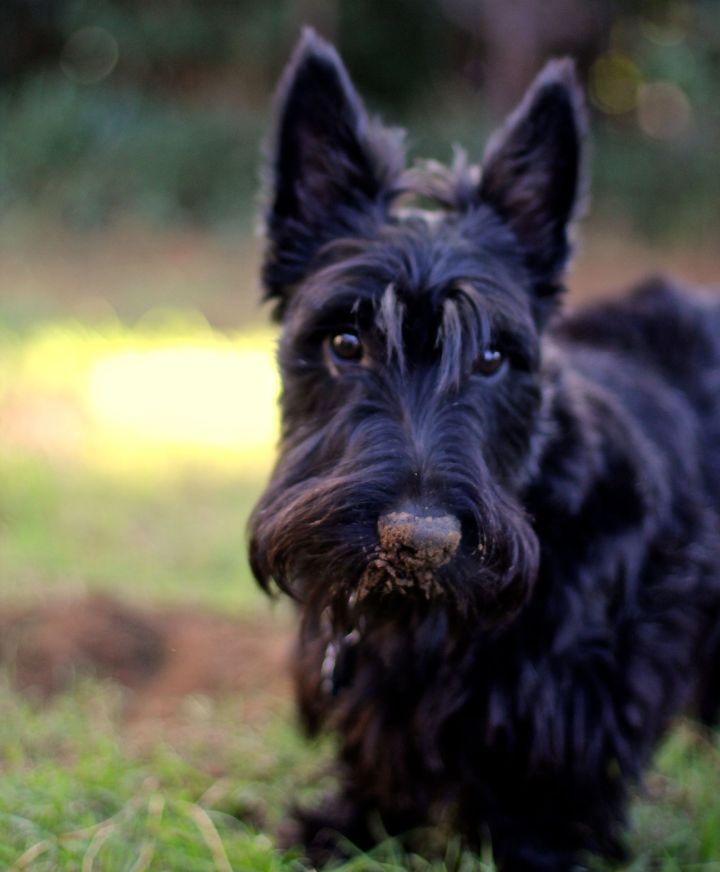 The Prince Peaty - if he doesn't stop with the peeing & pooping in the house separation anxiety when left at home, I will either need to bulldoze the house or loan him out for a while. Sometimes I wish he wasn't so dang cute and loving… :)