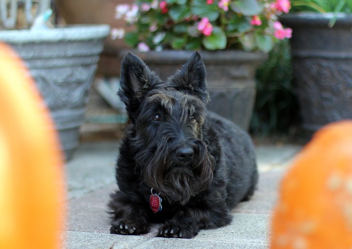 The Princess Zoey enjoys a few peaceful moments between the pumpkins...