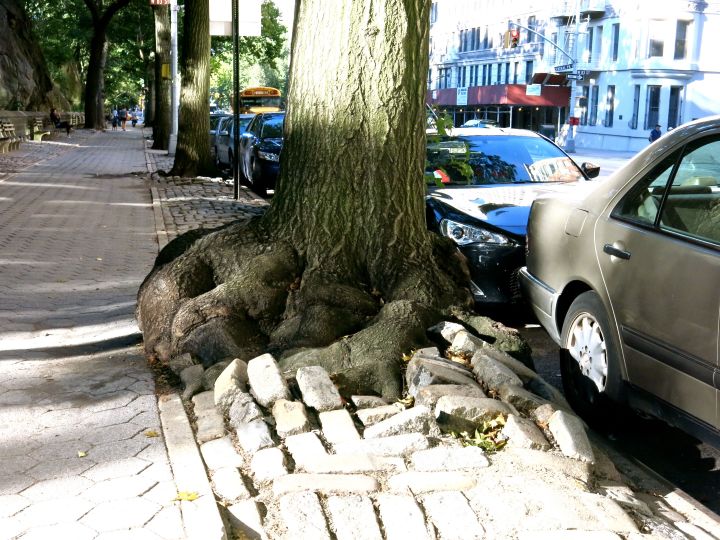 "One" mean looking root system….