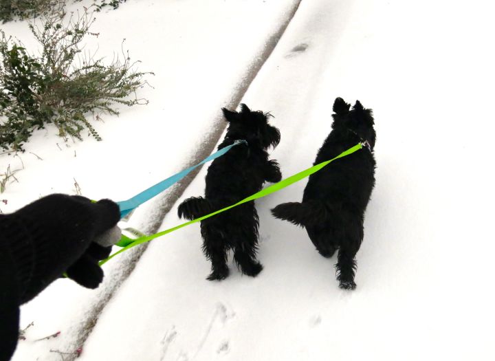 The Royal Scotties loved the ice (some snow), thinking they were Alaskan Huskies or something….