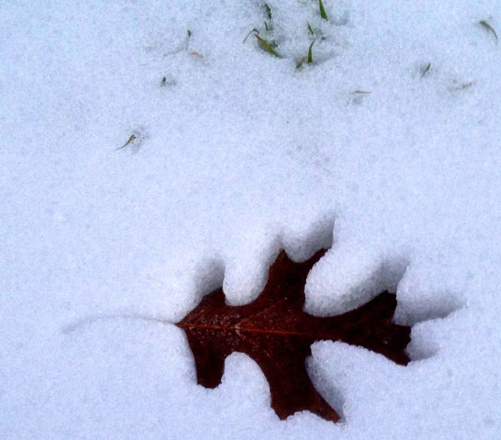 As the temperatures rose a bit, the Red Oak leaves sunk….