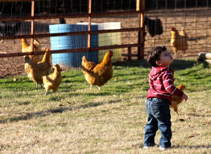 In  search of farm fresh eggs….
