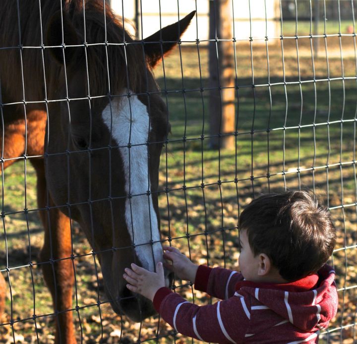 Lincoln got right with the horses, and they did with him too….