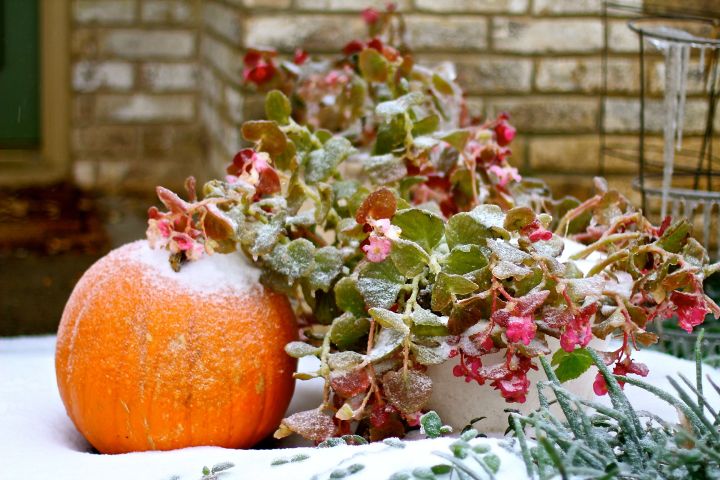 My Begonias were vulnerable and unprepared