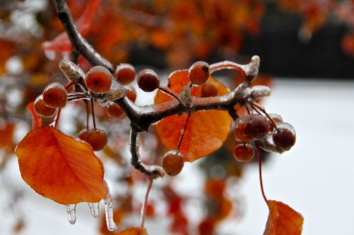The neighbor's Bradford Pears were still showing fall colors….