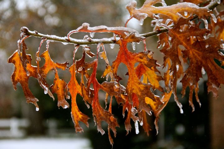 As were the other neighbor's Red Oaks...