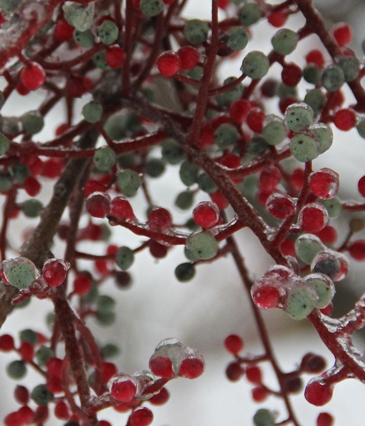 A Christmas-y looking Chinese Pistachio fruit