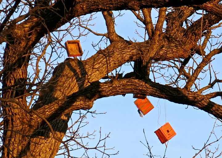 But only a few of the dangling bird houses way up in this tree...