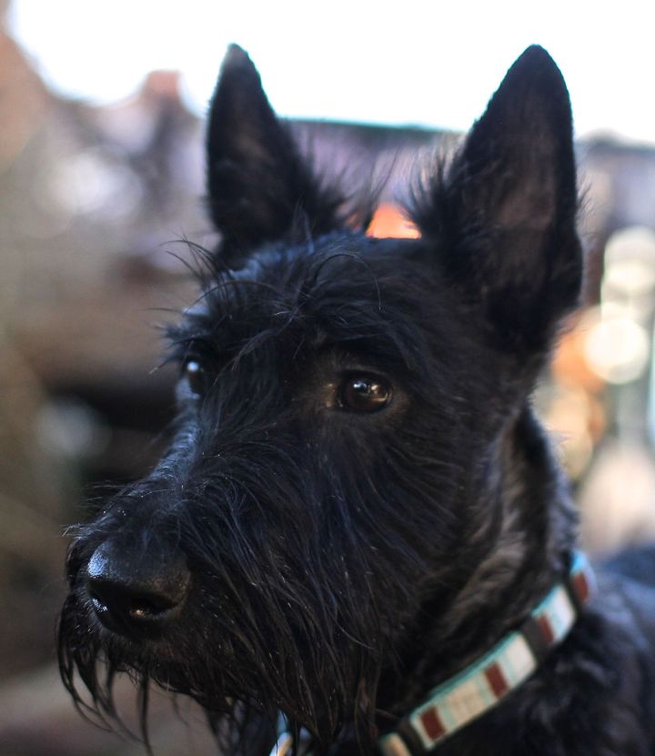 The Prince Peaty turned one year old today. He has been a bundle of fun, laughs, mischief, and puppy annoyances…and he is life-long pals with Lincoln too!