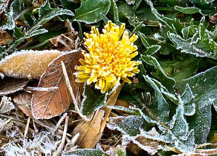 Somewhere…in someplace are Dandelions welcomed, but not around these parts...